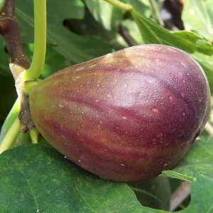 Black Mission Fig Tree - Live Fruiting Ficus Carica Plant - Outdoor - Image 3
