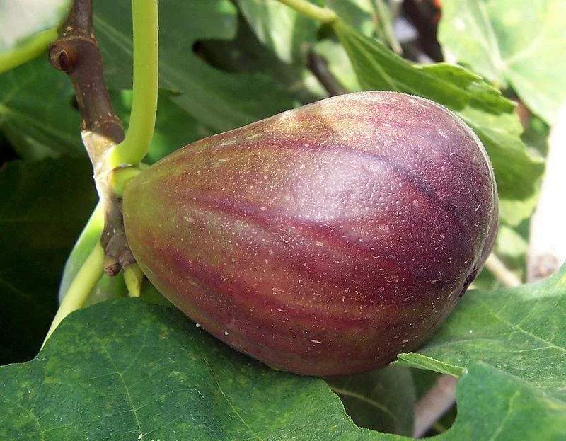Black Mission Fig Tree - Live Fruiting Ficus Carica Plant - Outdoor - Image 3