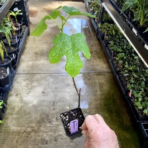 Black Mission Fig Tree - Live Fruiting Ficus Carica Plant - Outdoor - Image 5