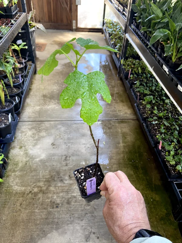 Black Mission Fig Tree - Live Fruiting Ficus Carica Plant - Outdoor - Image 5