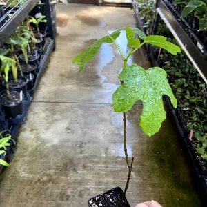 Black Mission Fig Tree - Live Fruiting Ficus Carica Plant - Outdoor - Image 6