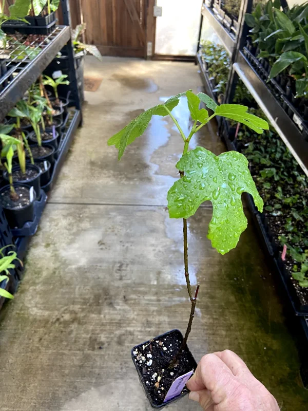 Black Mission Fig Tree - Live Fruiting Ficus Carica Plant - Outdoor - Image 6