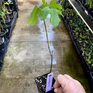 Black Mission Fig Tree - Live Fruiting Ficus Carica Plant - Outdoor - Image 7