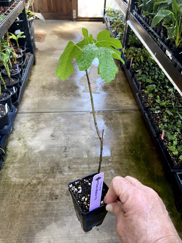 Black Mission Fig Tree - Live Fruiting Ficus Carica Plant - Outdoor - Image 7