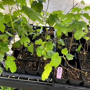 Black Mission Fig Tree - Live Fruiting Ficus Carica Plant - Outdoor - Image 8