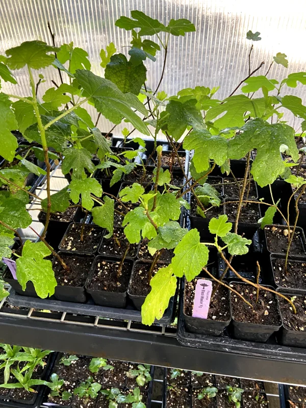 Black Mission Fig Tree - Live Fruiting Ficus Carica Plant - Outdoor - Image 8