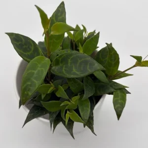 Black Pagoda Lipstick Plant - Trailing Houseplant with Patterned Foliage - 4