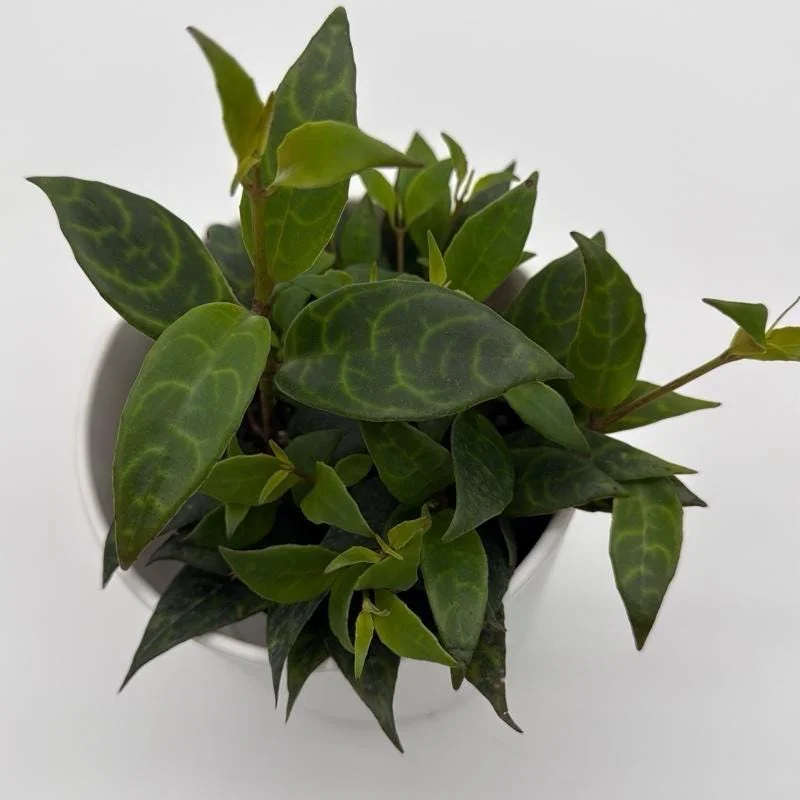 Black Pagoda Lipstick Plant - Trailing Houseplant with Patterned Foliage - 4" Pot - Image 2