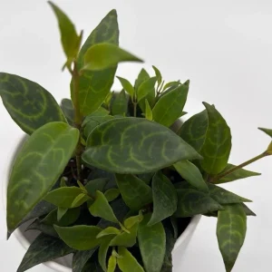 Black Pagoda Lipstick Plant - Trailing Houseplant with Patterned Foliage - 4