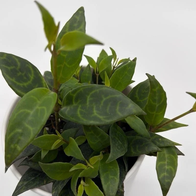 Black Pagoda Lipstick Plant - Trailing Houseplant with Patterned Foliage - 4" Pot - Image 3