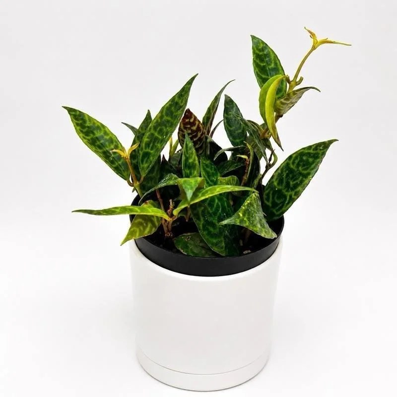 Black Pagoda Lipstick Plant - Trailing Houseplant with Patterned Foliage - 4" Pot - Image 4