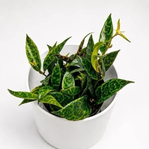 Black Pagoda Lipstick Plant - Trailing Houseplant with Patterned Foliage - 4