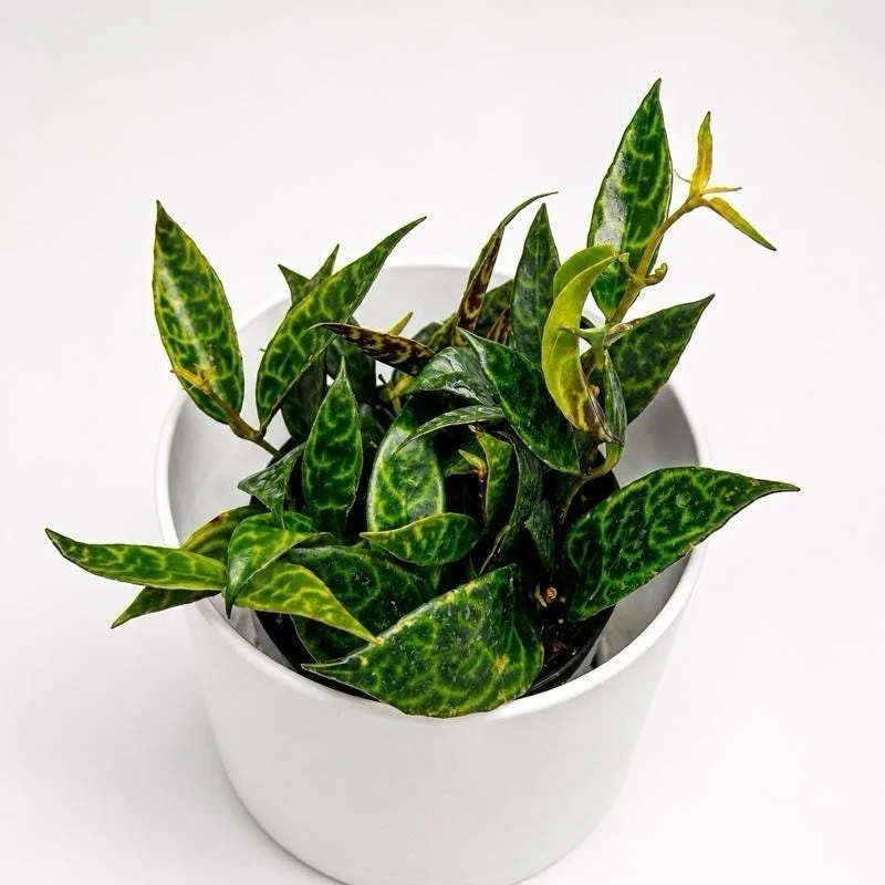 Black Pagoda Lipstick Plant - Trailing Houseplant with Patterned Foliage - 4" Pot - Image 5