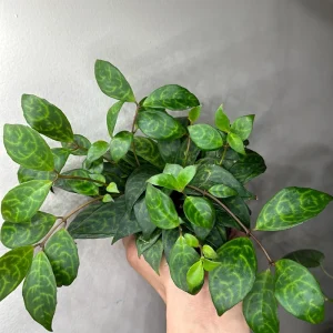 Black Pagoda Lipstick Plant - Trailing Houseplant with Patterned Foliage - 4