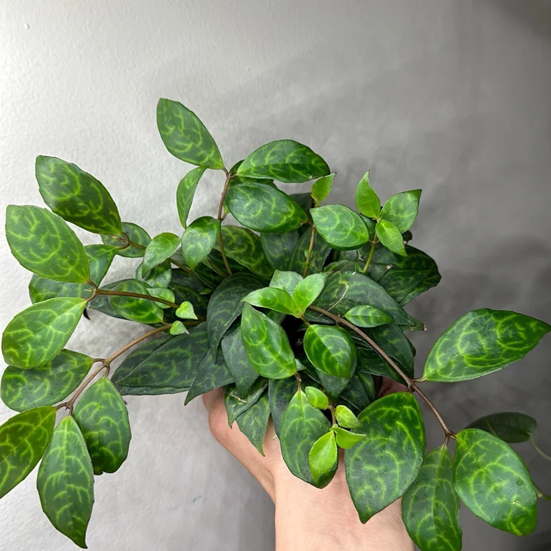 Black Pagoda Lipstick Plant - Trailing Houseplant with Patterned Foliage - 4" Pot - Image 6