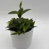 Black Pagoda Lipstick Plant - Trailing Houseplant with Patterned Foliage - 4" Pot - Image 1