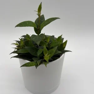 Black Pagoda Lipstick Plant - Trailing Houseplant with Patterned Foliage - 4
