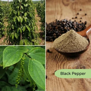 Black Pepper Live Plant 4-7” Tall – Piper Nigrum Starter Peppercorn Vine Indoor Outdoor - Image 2