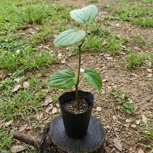 Black Pepper Live Plant 4-7” Tall – Piper Nigrum Starter Peppercorn Vine Indoor Outdoor - Image 3
