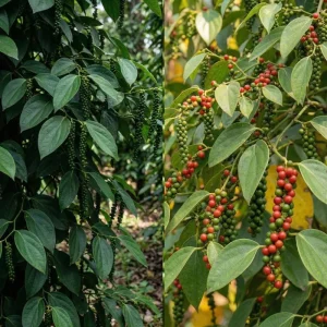 Black Pepper Live Plant 4-7” Tall – Piper Nigrum Starter Peppercorn Vine Indoor Outdoor - Image 4