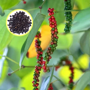 Black Pepper Live Plant 4-7” Tall – Piper Nigrum Starter Peppercorn Vine Indoor Outdoor - Image 6