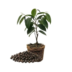 Black Pepper Live Plant 4-7” Tall – Piper Nigrum Starter Peppercorn Vine Indoor Outdoor - Image 1