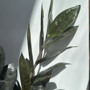 Black Raven ZZ Plant – Live Houseplant – 6 inch Pot – Dark Foliage - Image 2