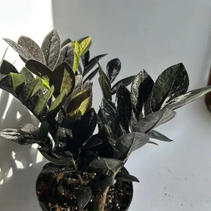 Black Raven ZZ Plant – Live Houseplant – 6 inch Pot – Dark Foliage - Image 3