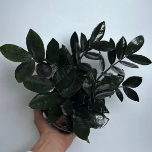Black Raven ZZ Plant – Live Houseplant – 6 inch Pot – Dark Foliage - Image 1