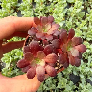 Black Rose Aeonium Zwartkop Live Plant – Dramatic Dark Succulent - Image 2