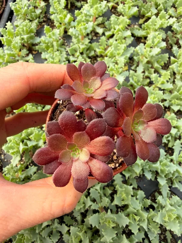 Black Rose Aeonium Zwartkop Live Plant – Dramatic Dark Succulent - Image 2