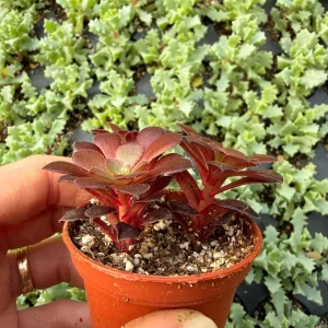 Black Rose Aeonium Zwartkop Live Plant – Dramatic Dark Succulent - Image 3