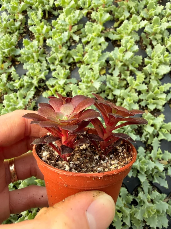Black Rose Aeonium Zwartkop Live Plant – Dramatic Dark Succulent - Image 3