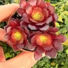 Black Rose Aeonium Zwartkop Live Plant – Dramatic Dark Succulent - Image 1