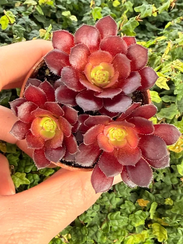 Black Rose Aeonium Zwartkop Live Plant – Dramatic Dark Succulent - Image 1