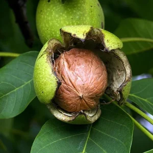 Black Walnut Tree Live Plant – 12-18" Tall – 4-Inch Pot – Fall Color - Image 1