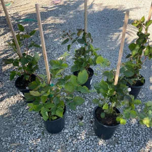 Blackberry Prime-Ark 45 Live Plant - 1 Gallon Pot - Primocane Fruiting - Image 2