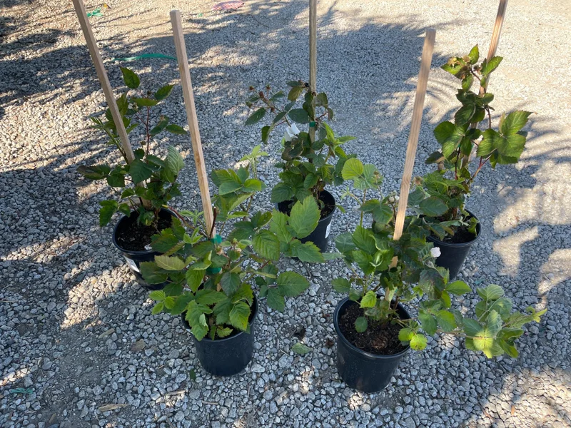 Blackberry Prime-Ark 45 Live Plant - 1 Gallon Pot - Primocane Fruiting - Image 2