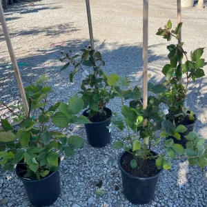 Blackberry Prime-Ark 45 Live Plant - 1 Gallon Pot - Primocane Fruiting - Image 3