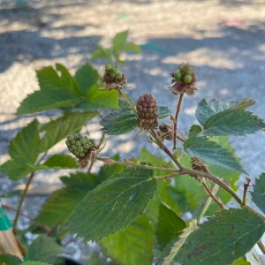 Blackberry Prime-Ark 45 Live Plant - 1 Gallon Pot - Primocane Fruiting - Image 4
