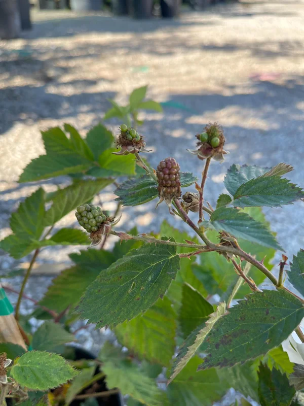 Blackberry Prime-Ark 45 Live Plant - 1 Gallon Pot - Primocane Fruiting - Image 4