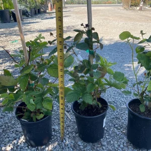 Blackberry Prime-Ark 45 Live Plant - 1 Gallon Pot - Primocane Fruiting - Image 5
