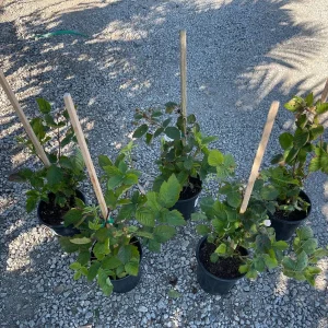 Blackberry Prime-Ark 45 Live Plant - 1 Gallon Pot - Primocane Fruiting - Image 6