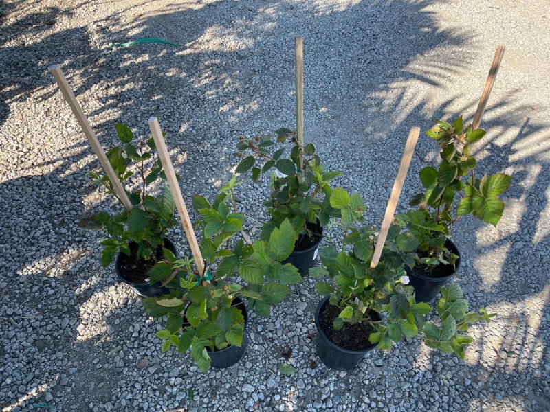 Blackberry Prime-Ark 45 Live Plant - 1 Gallon Pot - Primocane Fruiting - Image 6