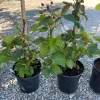 Blackberry Prime-Ark 45 Live Plant - 1 Gallon Pot - Primocane Fruiting - Image 1