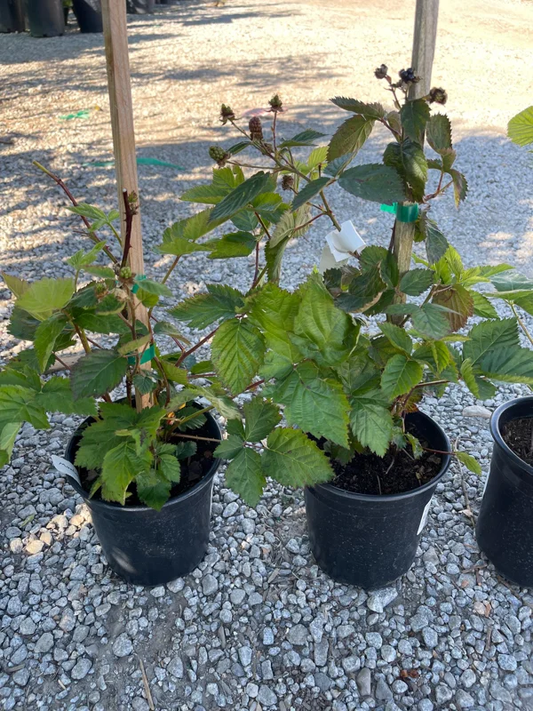 Blackberry Prime-Ark 45 Live Plant - 1 Gallon Pot - Primocane Fruiting - Image 1