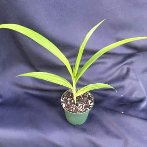 Bletilla 'Kate' Cold Hardy Ground Orchid Live Plant – 3 inch Pot - Image 2