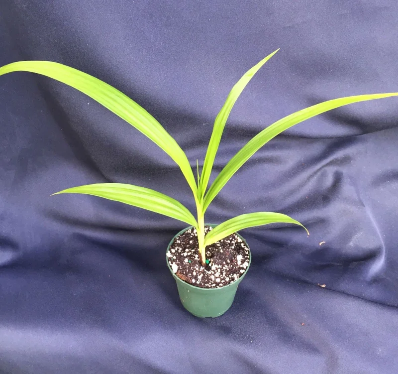 Bletilla 'Kate' Cold Hardy Ground Orchid Live Plant – 3 inch Pot - Image 2