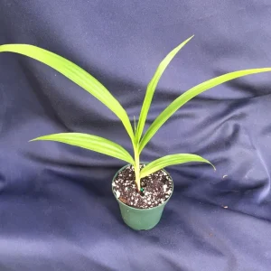 Bletilla 'Kate' Cold Hardy Ground Orchid Live Plant – 3 inch Pot – Outdoor - Image 2