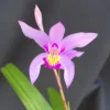 Bletilla 'Kate' Cold Hardy Ground Orchid Live Plant – 3 inch Pot – Outdoor - Image 1